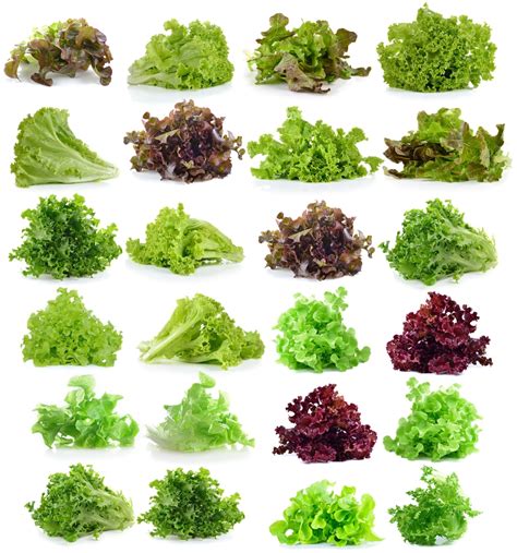 spicy lettuce varieties