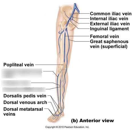 Thigh and Leg Veins (anterior) #2 Diagram | Quizlet