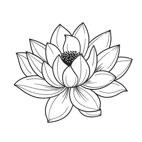 Lotus Flower Black And White Sketch