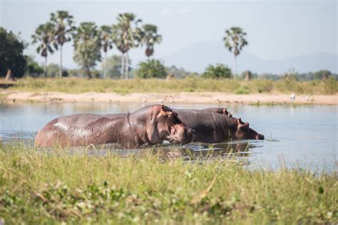 Wildlife | Malawi’s Experiences | Malawi Tourism