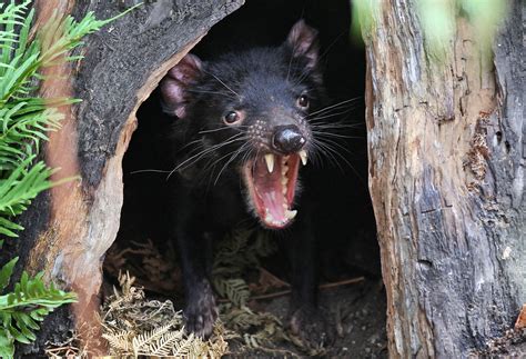 Tasmanian devils have been reintroduced into the wild in mainland ...