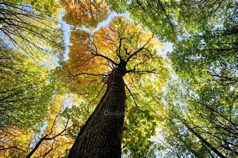 Autumn forest trees | High-Quality Nature Stock Photos ~ Creative Market