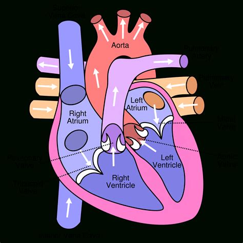 Heart Diagram Simple