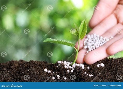 Woman Fertilizing Plant in Soil Against Blurred Background, Space for ...