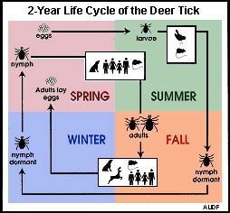 deer-tick-life-cycle-1kwhoir – Think IPM Blog