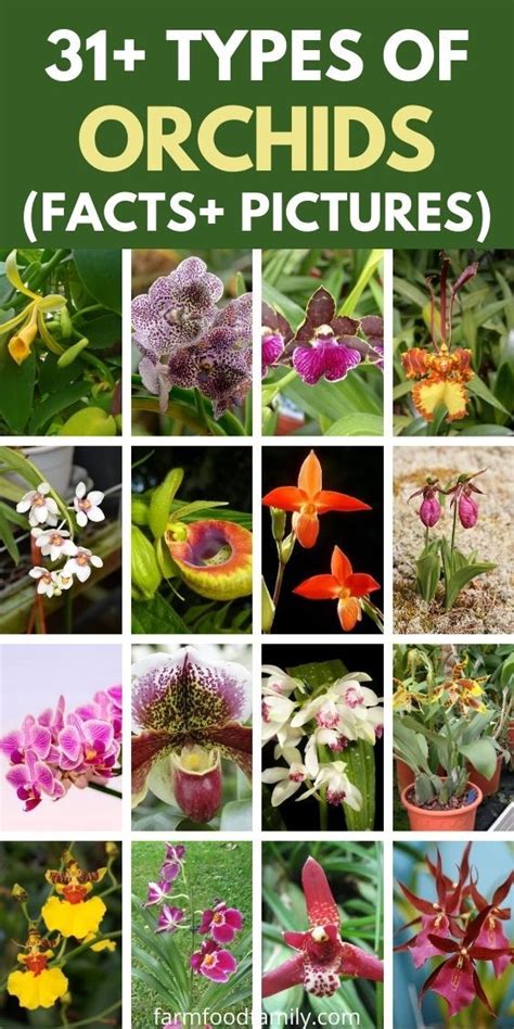 Orchids Types List