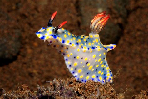 55 of the Most Colorful Sea Slugs in the World | Color Meanings