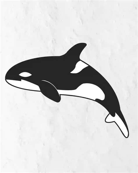 How to Draw Orca in Simple and easy step by step guide 1 How to Draw ...