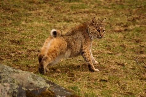 Bobcats in Pennsylvania: The Resurgence of Bobcats in PA