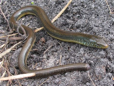 Eastern Glass Lizard in My Back Yard | Flickr - Photo Sharing!