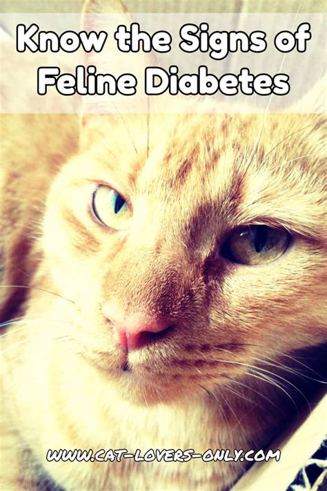 Feline Diabetes Symptoms List