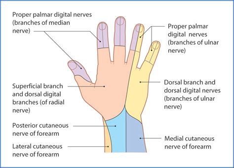 Hand Muscles | Basicmedical Key