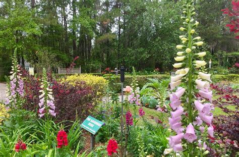 Savannah Botanical Gardens - Harbinger of Spring