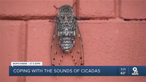 Cicada sounds will likely impact those with sensory issues