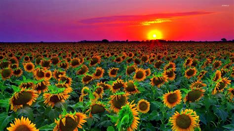 Sunflowers at sunset wallpaper - Flower wallpapers - #47303