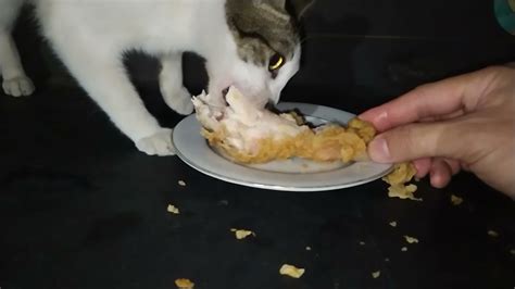 Cat Eating KFC Kentucky Fried Chicken Very Satisfying Meal - YouTube