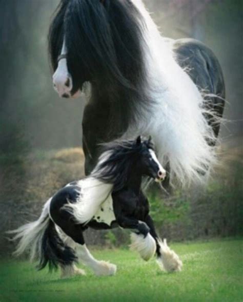 31 best images about Clydesdale on Pinterest | A smile, Blondes and ...