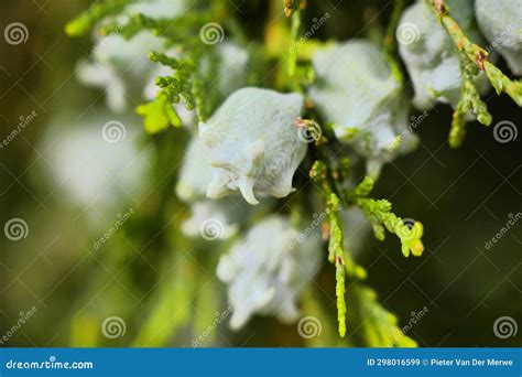 The Interesting Shapes of these Empress Tree Seeds,are Just Marbles ...