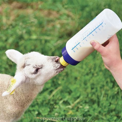 Wide Mouth Lamb 'N' Kid Feeding Bottle | Kids feeding bottle, Bottle ...