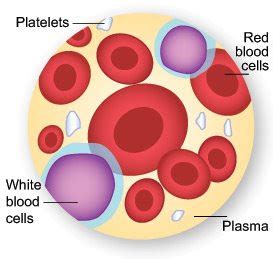 Human Cardiac and Respiratory Systems: Plasma and Red Blood cells