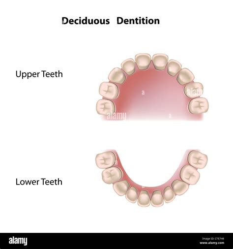 Deciduous dentition (baby teeth Stock Photo - Alamy