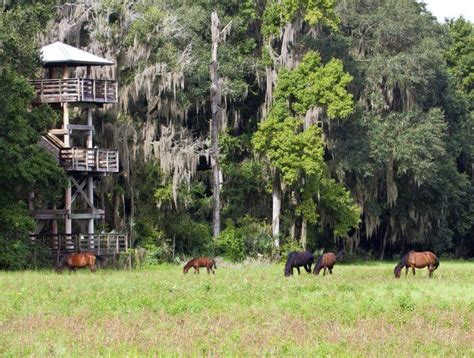 Paynes Prairie Preserve State Park Was Once Alachua Lake