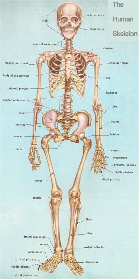 human anatomy skeleton : Biological Science Picture Directory ...