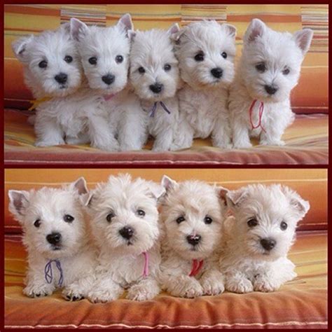 13448 best It's All About the Westie images on Pinterest | Westies ...