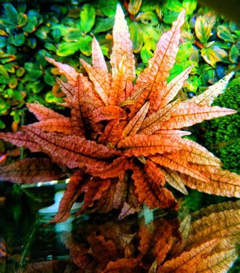 The Best Low Light Aquarium Plants 2020 | Reviews By The Aqua Guru