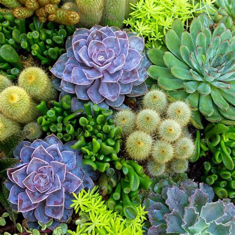 Best Ways to Plant Succulents - Succulent Source