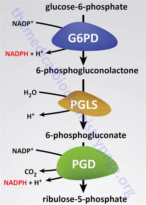 Glucose-6-Phosphate Dehydrogenase (G6PD) Deficiency - The Medical ...