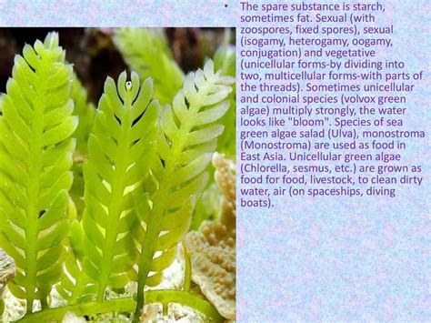 Chlorophyta color - online presentation