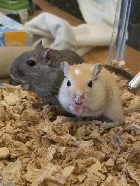 New Gerbil Breeding Pair - Gerbil Hub