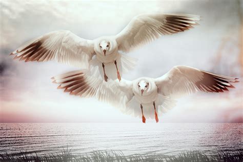 Two Seagulls flying image - Free stock photo - Public Domain photo ...