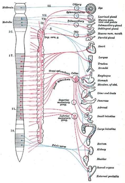 Celiac Plexus Block - Ainsworth Institute