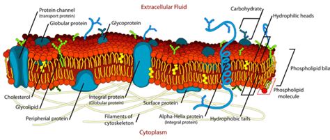 Diagram of the cell membrane | Download Scientific Diagram