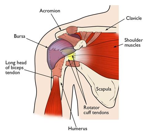 Shoulder Arthroscopy - OrthoInfo - AAOS