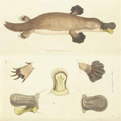 Tasting Platypus Milk: Linking Specimens and Stories – Biodiversity ...