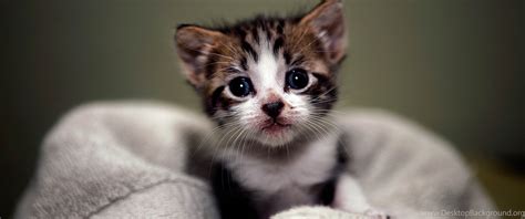 Kitten Wallpapers Image 15945 HD Wallpapers Site Desktop Background