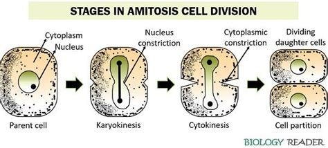 Amitosis Cell Division - Meaning, Examples & Mechanism - Biology Reader