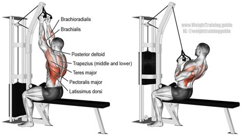 lat pulldown machine muscles worked - Krystle Creighton