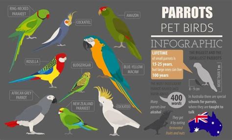 9 Most Popular Types of Pet Parrots – Nayturr