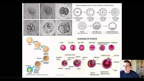 Embryonic Development & Structures - YouTube