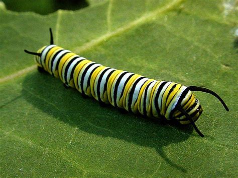 8 monarch butterfly caterpillar in Biological Science Picture Directory ...