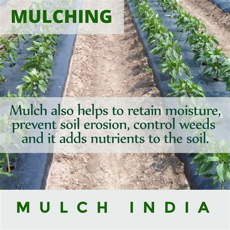 MulchIndia: Mulch also helps to retain moisture, prevent soil erosion ...