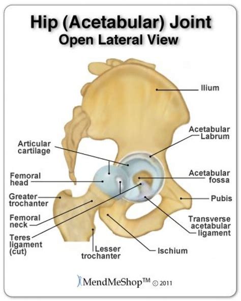 The hip joint where the femoral head meets the acetabular fossa is a ...