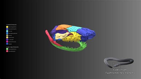 Caecilian skull anatomy - 3D model by Blackburn Lab (@ufherps) [fa26901 ...