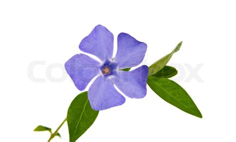 periwinkle flower isolated | Stock image | Colourbox