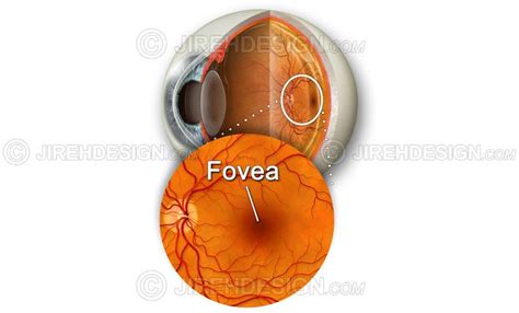 Fovea illustration depicting the center of the macula