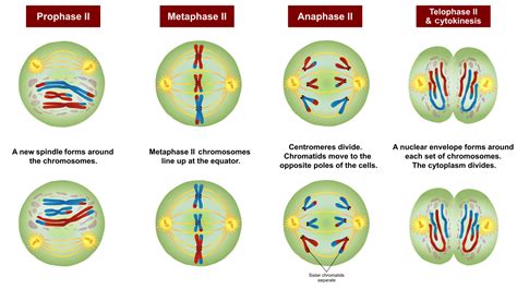 Meiosis Phases Diagram